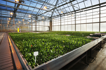 Young plants in a greenhouse in the Netherlands
