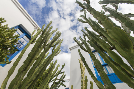 Cactus garden in front of white apartments with blue windowsの写真素材