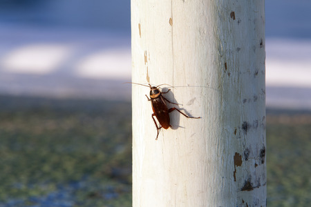 Cockroach sunbathing on a white wooden pole