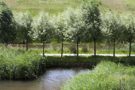 Footpath in green Dutch landscape