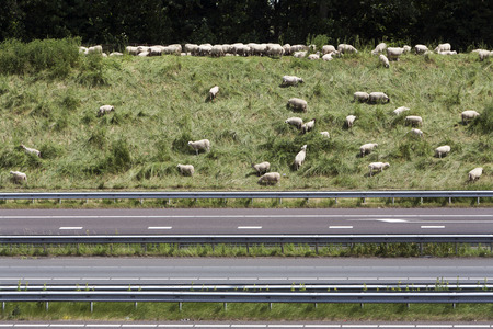 Sheep grazing on the side of the highway in the Netherlandsの写真素材