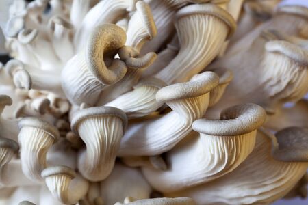 Young edible oyster mushrooms during breedingの写真素材