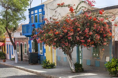 Paved street with colorful houses and flowering tree in Bofareira on the island Boa Vista of Cape Verdeの写真素材