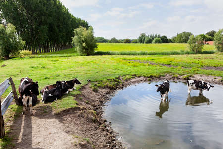 Cows cooling during heatwave in a pond in Zeeuws Vlaanderen in the Netherlandsのeditorial素材