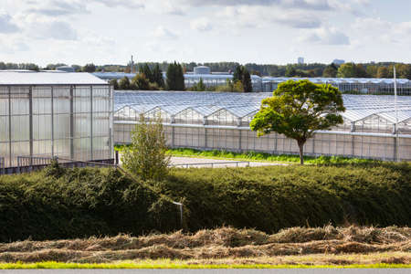 Greenhouse exteriors in Westland in the Netherlands