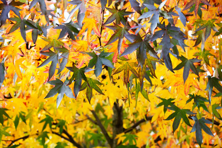 Tree with green and yellow autumn leavesの写真素材