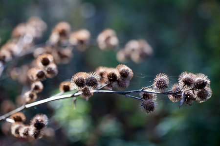 Burdock or Arctium herb plant from the Asteraceae family in autumn with selective focus