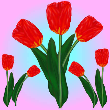 The beautyful tulips for your images of holidaysのイラスト素材
