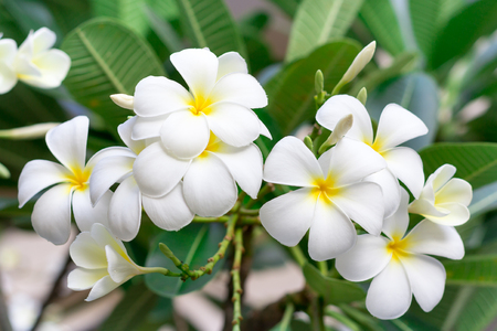 White and yellow plumeria flowers on a treeの写真素材