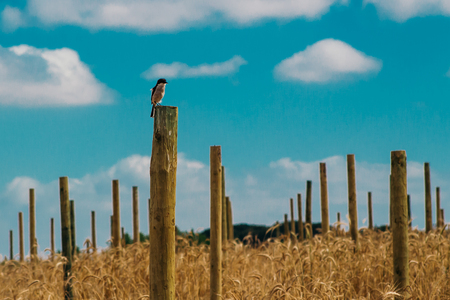 Little bird perched on a pole in a fieldの写真素材
