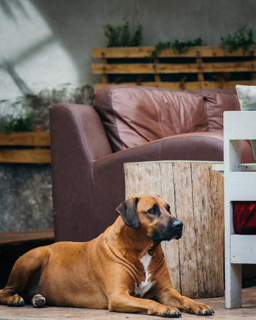 Dog waiting for owner to arrive homeの写真素材