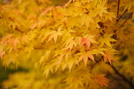 Yellow maple leaf in Japanの写真素材