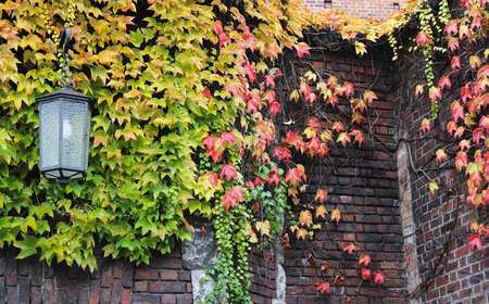 autumn ivyのeditorial素材