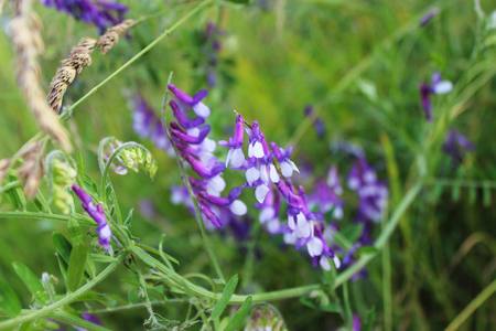 Mouse Peasの写真素材