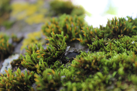 Moss on the treeの写真素材
