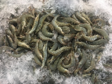 Fresh shrimps on ice cubesの写真素材