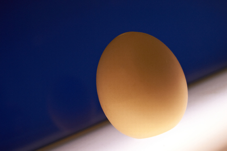 egg