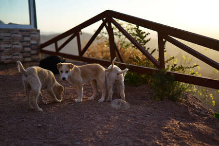 Puppies playing on the roadsideの写真素材