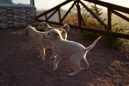 Puppies playing on the roadsideの写真素材