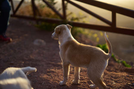 Jordanian puppies playing on the roadside