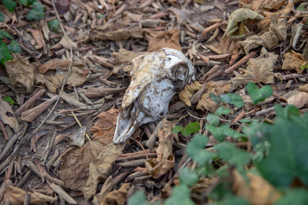 Skull in the forestの写真素材