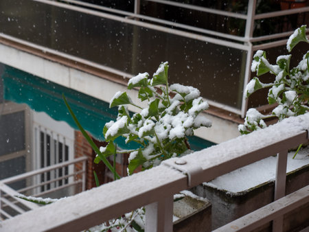 Plant on the terrace while it snows in Madrid 2の写真素材