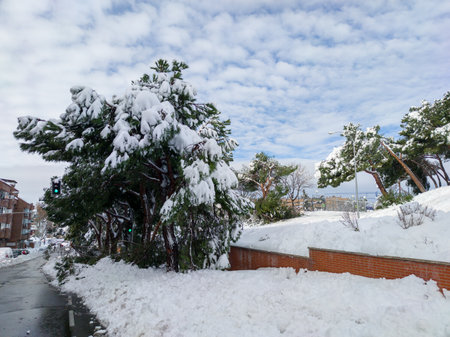 snowy park with fallen treesの写真素材