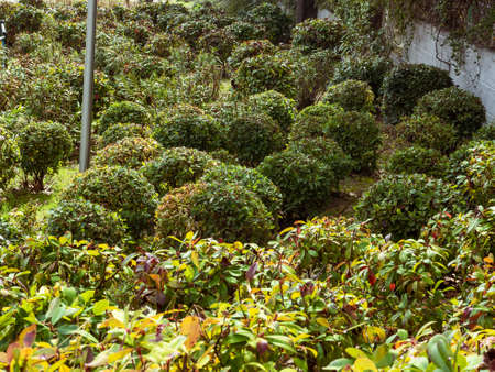 Park with a lot of vegetation in Madridの写真素材