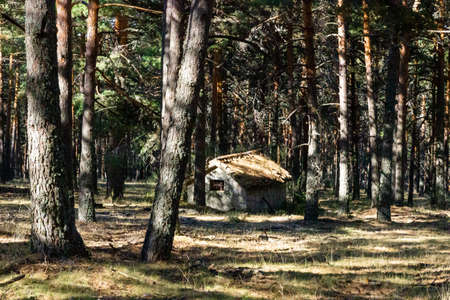Abandoned hut in the middle of the forestの写真素材
