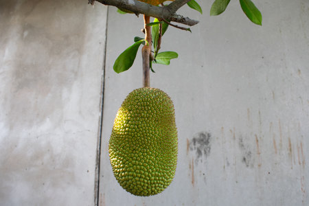 Jackfruit that still hangs on the tree