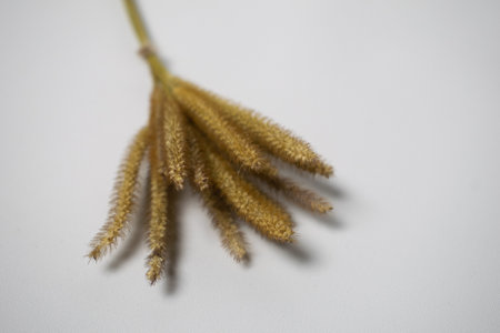 Oson oson flower with white backgroundの写真素材