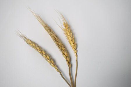 Wheat flowers on a white background