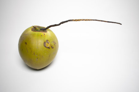 Unopened green coconut, natural.の写真素材