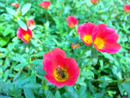 The bee on a pink flower.