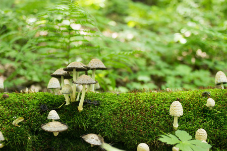 Mushrooms on Mossy Log