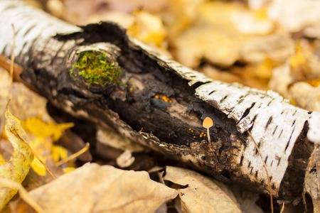 Tiny Mushroom on Birch Logの写真素材