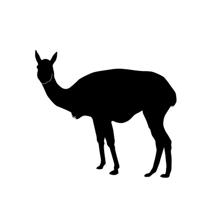 vicugna (species of llama) silhouette vector isolated on white backgroundのイラスト素材