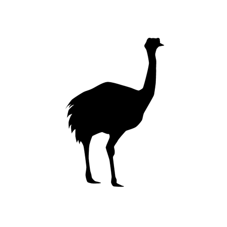 rhea americana (flihgtless bird similar to ostrich or emu) vector black silhouette isolated on white backgroundのイラスト素材