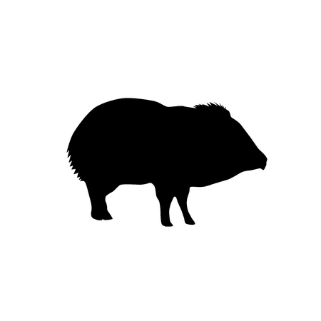 peccary black vector silhouette isolated on white backgroundのイラスト素材
