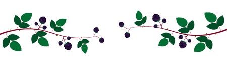decorative natural rim, blackberry branches vector illustration isolated on white backgroundのイラスト素材