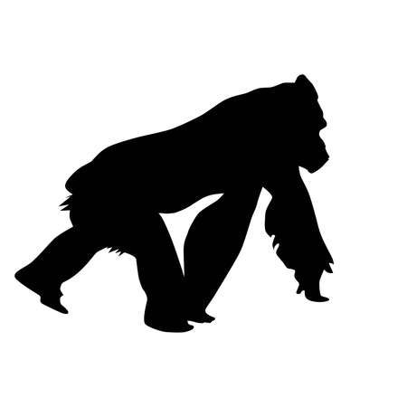 walking gorilla male (Gorilla gorilla) form profile, vector silhouetteのイラスト素材