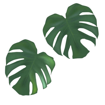 vector tropical palm leaves. realistic drawing. isolated on white. monstera leaves.の写真素材