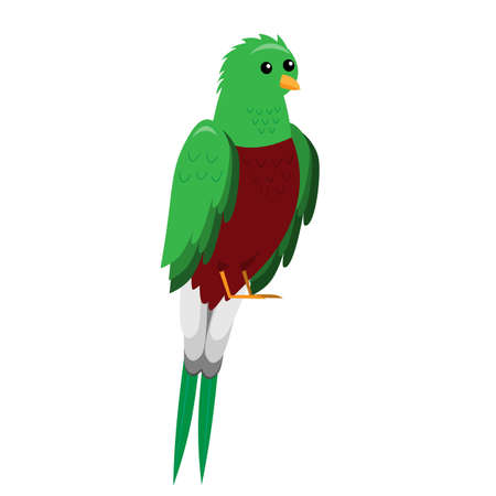 cute cartoon flat quetzal from side, vector of parrot isolated on white, illustration of bird for childrenのイラスト素材