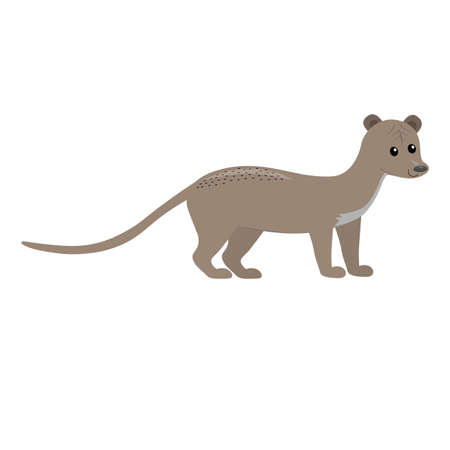 cute cartoon flat fossa, madagascar animal, vector isolated on white, illustration for kidsのイラスト素材