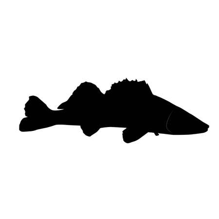 zander (Sander lucioperca) silhouette, vector isolated on white backgroundのイラスト素材
