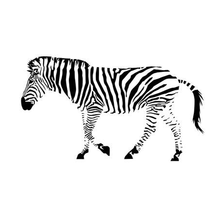 plains zebra with stripes (Equus quagga) from side silhouetteのイラスト素材