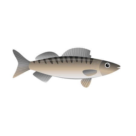 cartoon zander, flat vector illustration isolated on white background, cute illustration for kidsのイラスト素材