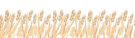 Vector illustration border of grain on a white background, cartoon decorative seamless strip for summer and autumn season, for food or agriculture themesのイラスト素材