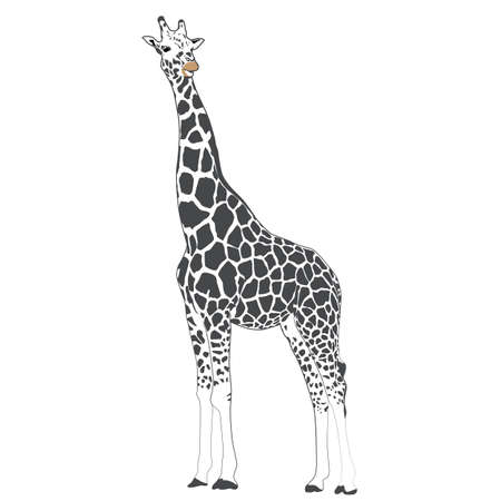 girrafe outline with spots, realistic silhouette vector isolated on white background, design for posters, cards, print, textilesのイラスト素材