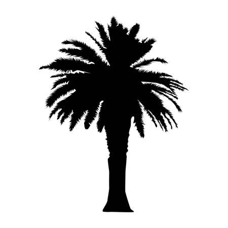 Palm tree realistic black silhouette isolated on white background. Vectorのイラスト素材